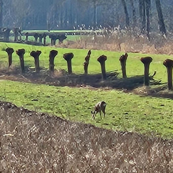 Holiday Home Countryside, Langbroek / Doorn Extérieur photo